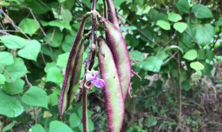 阳台花盆种眉豆行吗（种植眉豆需要打顶吗）