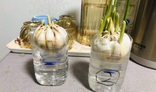 蒜苗怎么种阳台 阳台怎样种蒜苗