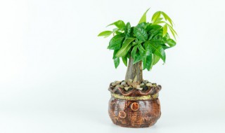 家里客厅放什么花好（家里客厅放什么花好养?）