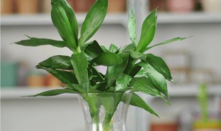 富贵竹杆子萎缩怎么办（富贵竹杆子萎缩有救吗）