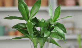 富贵竹买回来怎么养 有根富贵竹买回来怎么养