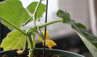 阳台种黄瓜施肥吗 阳台种黄瓜怎么施肥