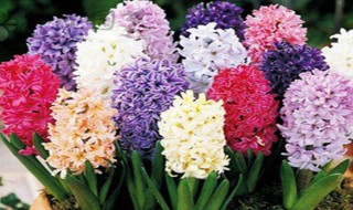 风信子水养要怎么养 风信子的水养殖方法与注意事项