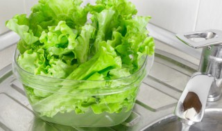 阳台种生菜能吃一年吗 阳台种菜多久能吃