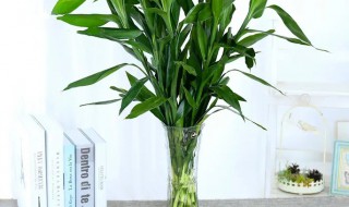 室外阳台种什么植物（室外阳台种什么植物风水好又旺财）