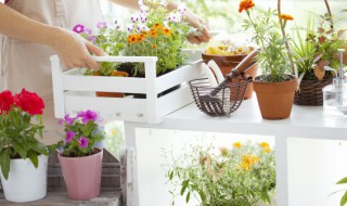 阳台种什么植物（阳台种什么植物比较好看）