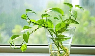 绿萝水培养殖方法（绿萝水培养殖方法和注意事项）