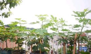 阳台可以种无花果吗 无花果能种阳台吗有什么忌讳
