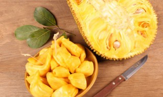 菠萝蜜树怎么种（菠萝蜜树怎么种植在南方可以吗）