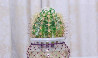 仙人球水培方法 仙人球水培方法视频