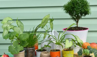 夏天阳台种耐高温植物 耐晒耐高温的阳台开花植物