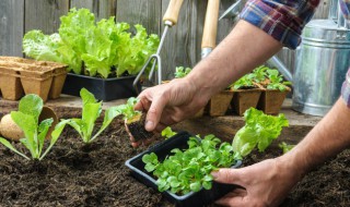 阳台怎么种小白菜(阳台怎么种小白菜图片)