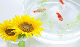 刚生的孔雀鱼小鱼仔要怎么养 刚下的孔雀小鱼仔怎么养活