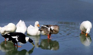 鸭子要怎么养 刚买回来的小鸭子要怎么养