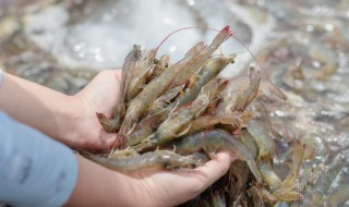 虾要怎么养才不会死（虾养在水里会死吗）