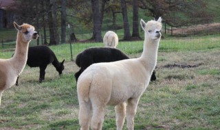 羊驼要怎么样养 羊驼适合在哪里养
