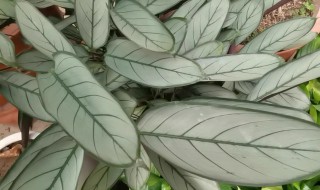 室内要怎么养好银羽竹芋 银羽竹芋能放卧室吗