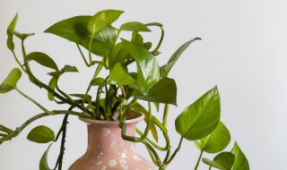 各种花要怎么养 各种各样的花怎么养