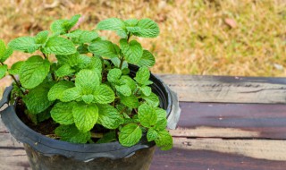 薄荷要怎么养 薄荷要怎么养活