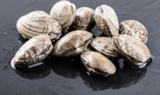 花蛤今天买的明天吃要怎么养(花蛤今天买明天吃可以吗)
