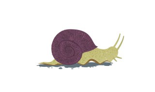 蜗牛要怎么养（蜗牛要怎么养才可以养的更久）