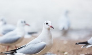 鸽子要怎么养才好（鸽子怎么能养好）