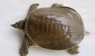 甲鱼要怎么养?吃什么的（甲鱼都吃什么怎么养）