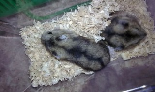 大仓鼠要怎么养（小仓鼠怎么养大）