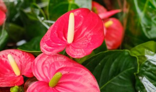 红掌要怎么养 红掌要怎么养才好