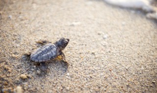 巴西龟要怎么养(巴西龟要怎么养才能把它养好)