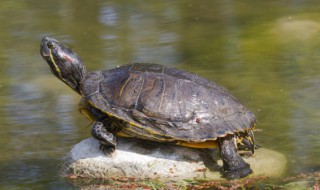 甲鱼要怎么养 甲鱼要怎么养活