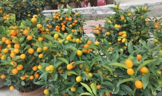 花市买的小桔子要怎么养 桔子可以养花吗