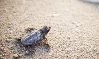 龟要怎么养(小乌龟要怎么养)