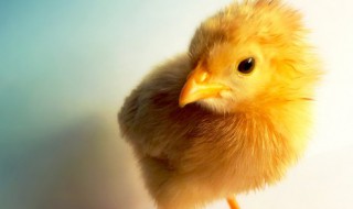 鸡要怎么养才容易长大 鸡是怎么养的才会大