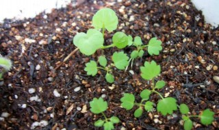 草莓芽要怎么养(刚发芽的草莓怎么养)