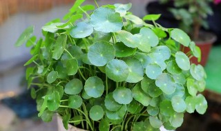 铜钱草水培要怎么养 铜钱草水培好吗