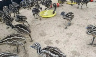 养舵鸟要怎么养（非洲鸵鸟养殖）