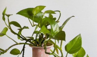 绿萝柱要怎么养 绿萝柱的养殖方法和注意事项