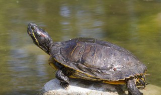 养乌龟要要怎么养好 乌龟应该如何养