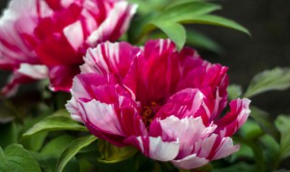 牡丹要怎么养 牡丹要怎么养才肥