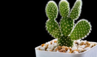 仙人掌要怎么养 仙人掌该怎么养?