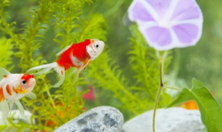 小金鱼要怎么养 网上买的小金鱼要怎么养