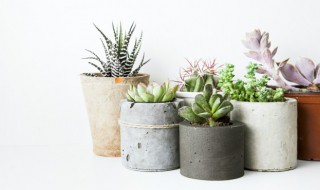 肉肉要怎么养(肉肉要怎么养它会长大)