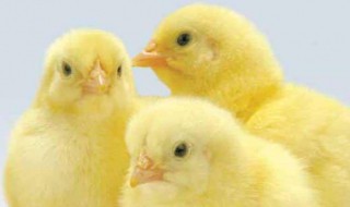 小鸡要怎么养才不会死 咋样养鸡小鸡不会死