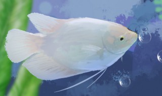 招财鱼要怎么养才漂亮 怎样养好招财鱼