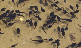 蝌蚪要怎么养（蝌蚪要怎么养才能变成青蛙）