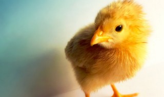 鸡要怎么养（刚出来的小鸡要怎么养）