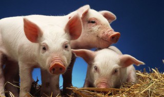 天热猪要怎么养才不生病 冬天怎么养猪好不生病
