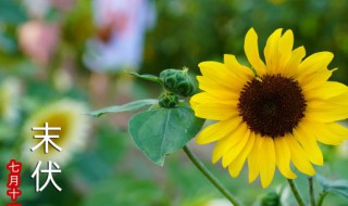 向日葵要怎么养（向日葵要怎么养活）