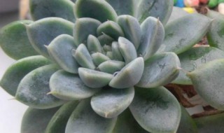 厚叶月影多肉要怎么养 多肉植物厚叶月影怎么养